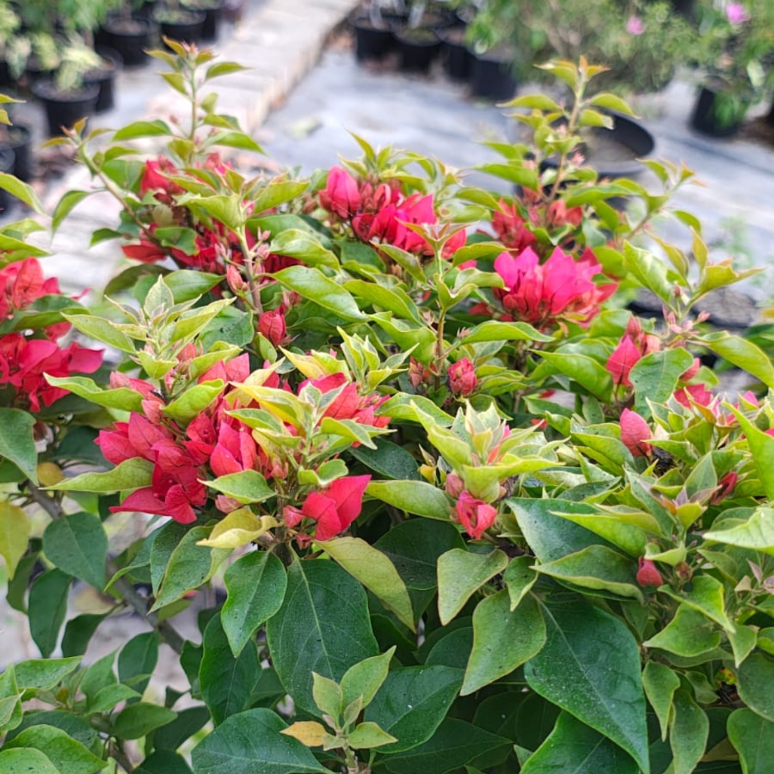Bougainvillea Live Plant Exotic Multi Colour Varieties
